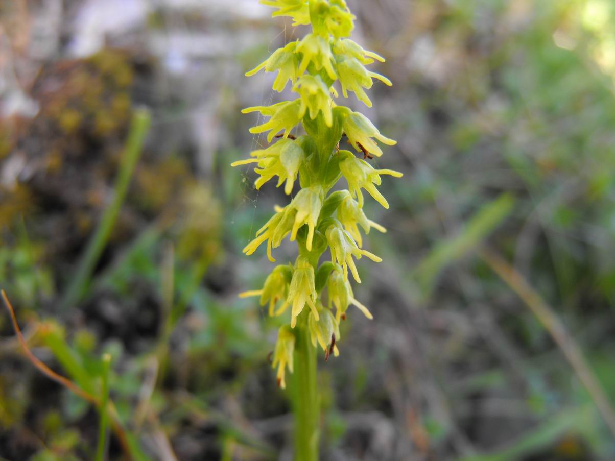 Herminium monorchis (L.) R.Brown 1813